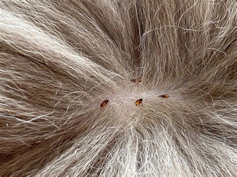 Do Fleas Live on Furniture: Exploring the Unseen World of Tiny Tenants